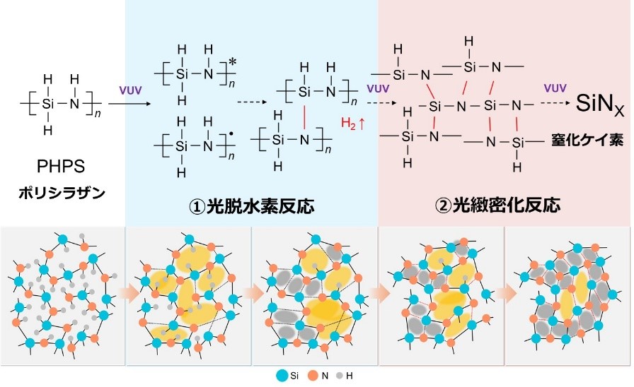 図１　PHPSのVUV光による光反応（①光脱水素反応、②光緻密化反応）の画像