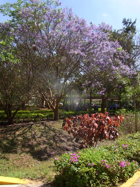 ジャカランダの花の画像