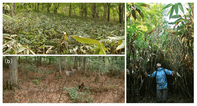 図1.(a)ブナ林で密生するチシマザサ。(b)十和田湖南岸では、1995年に1000haを超える広い範囲でチシマザサが開花し、結実後に枯死した。(c)林冠ギャップから光が差し込むような比較的明るい場所では、高さ3m以上にまで成長する。撮影：(aとc)富松裕、(b)蒔田明史の画像