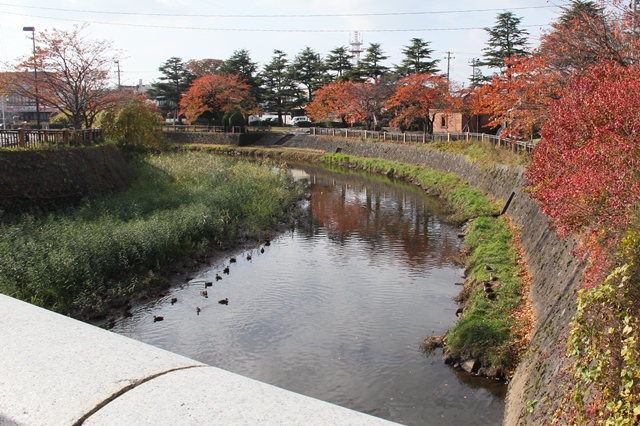 紅葉が進む内川岸辺を散策の画像