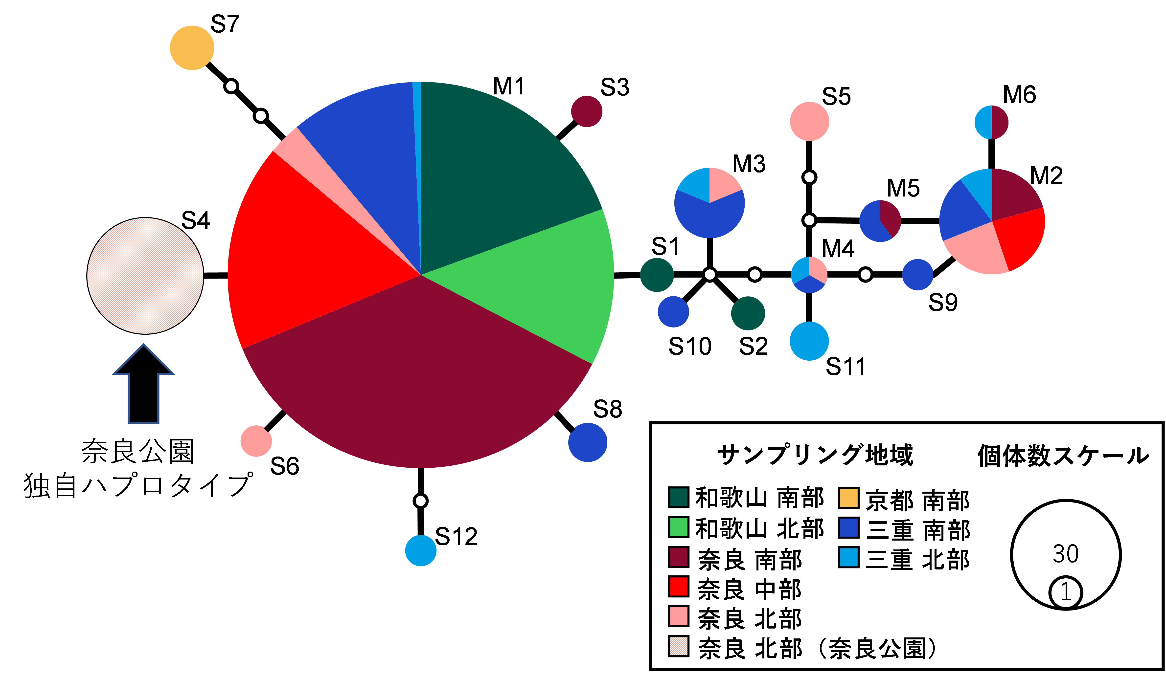 図3. ミトコンドリアDNA の部分配列（683 塩基）の系統関係を示すハプロタイプネットワーク。紀伊半島では18 のハプロタイプが確認され、M1 が紀伊半島全域で確認され、優占している。また、少数ではあるが各地域で固有のハプロタイプも確認できる。奈良公園では、S4 のみが確認された。一つの円はそれぞれのハプロタイプを示し、大きさは確認された個体数を、色はサンプルの採取地域を示している。黒い棒が1 塩基の違い、白い丸は今回確認されなかったハプロタイプを表している（例：M1 とS4 は683 塩基中1 塩基の違いがある）。の画像