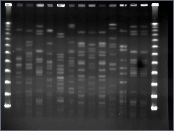 遺伝子解析による細菌ゲノムの比較解析の画像