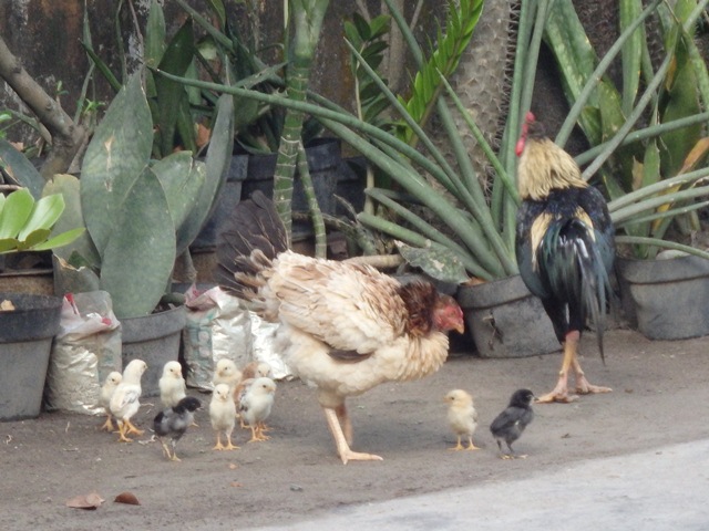 宿舎の前庭に来た鶏の親子。の画像