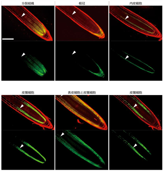 図1：シロイヌナズナ根の様々な細胞で<i>MIZ1</i>を機能させた植物の顕微鏡写真（Nature Plants 3: 17057のSupplemental Figure 6を一部改変）。<i>MIZ1</i>が機能している細胞はGFP（緑色）で標識されている。赤色は根の細胞の輪郭を示している。
（クリックすると大きな画像でご覧頂けます）の画像