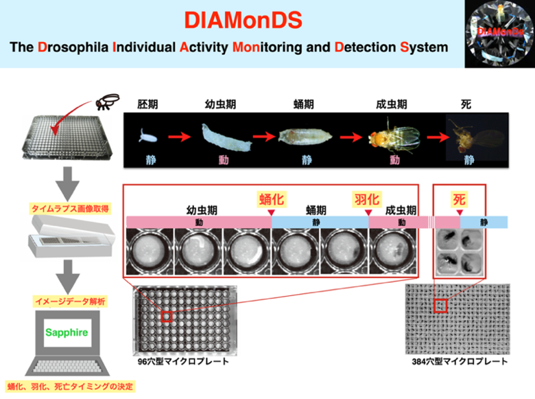 ショウジョウバエの個体別活動測定システム「DIAMonDS」の概要の画像