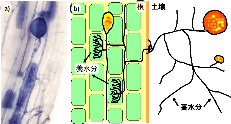 図1. 植物の根に共生するアーバスキュラー菌根菌の顕微鏡写真 (a) と養分供給のメカニズム (b)。の画像