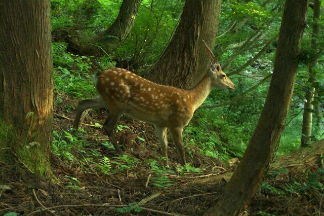 飯豊連峰に侵入するニホンジカの画像