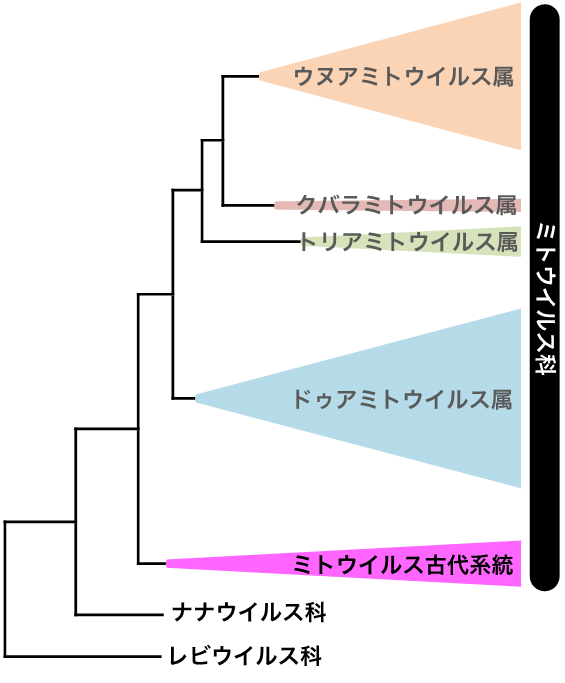 図2. ミトウイルス科の進化系統樹：アーバスキュラー菌根菌から発見されたN末端共通モチーフを持つミトウイルスはミトウイルス科の最も基部から分岐している古代系統である。の画像