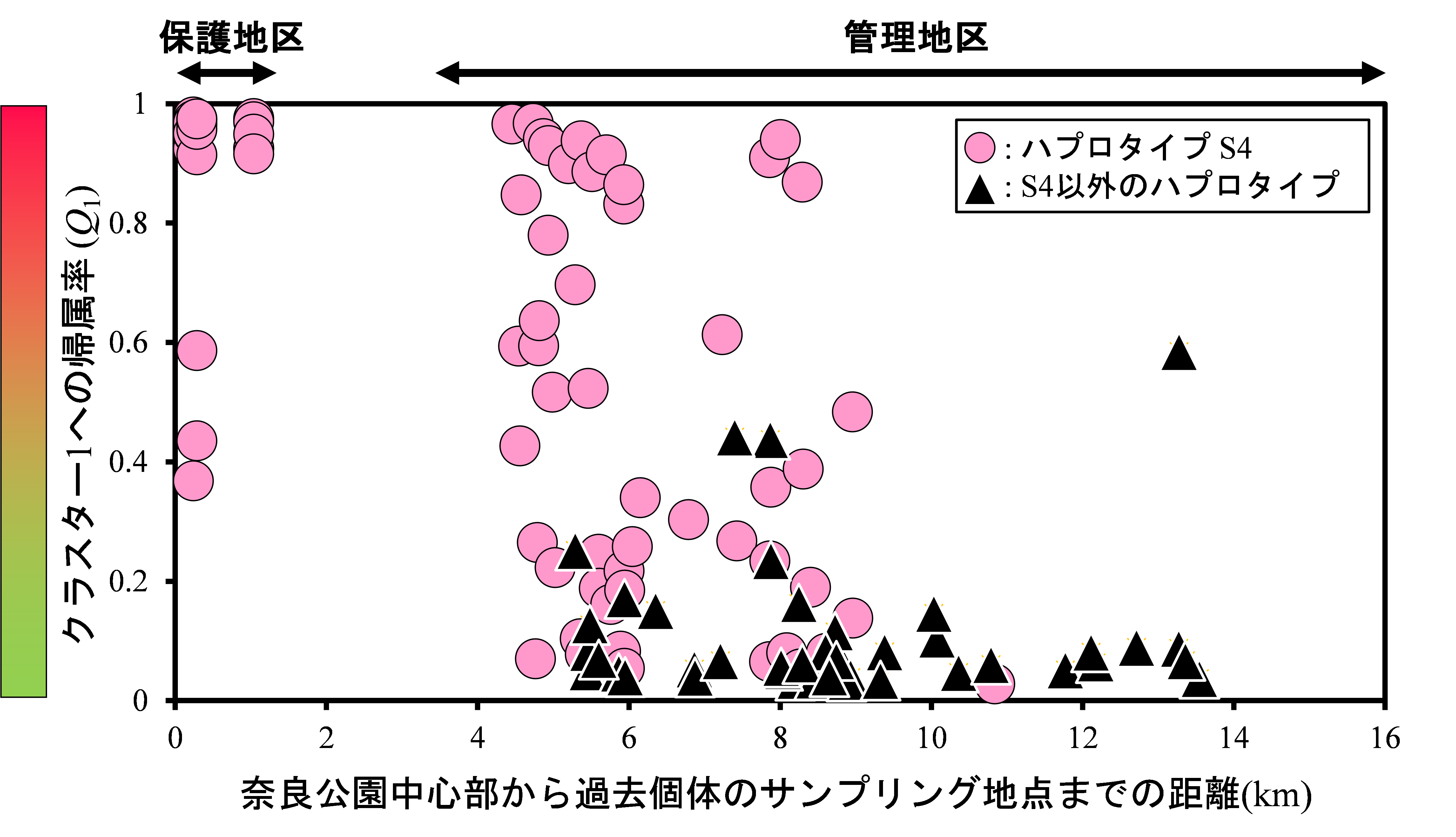 図3.　各個体の遺伝子型と、奈良公園から捕獲地点との距離関係を表した図。縦軸は核SSRに基づく集団構造解析の結果（図２）を基にしたクラスター１への帰属率を示す。数値が１に近づくほどクラスター１（赤）の要素が強いことを示している。各個体のアイコンはミトコンドリアDNAのハプロタイプを示し、先行研究（Takagi et al. 2023）によって奈良公園独自とされるハプロタイプS4はピンク、それ以外のハプロタイプ（M1、M2、M4、S5、S7、S11）は黒い三角形で表示している。横軸は各サンプルの捕獲地点と奈良公園の中心部からの距離であり、右行くほど奈良公園中心部から離れている。の画像