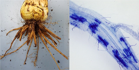 ウバユリ（左）と根で共生する菌類（右）の画像