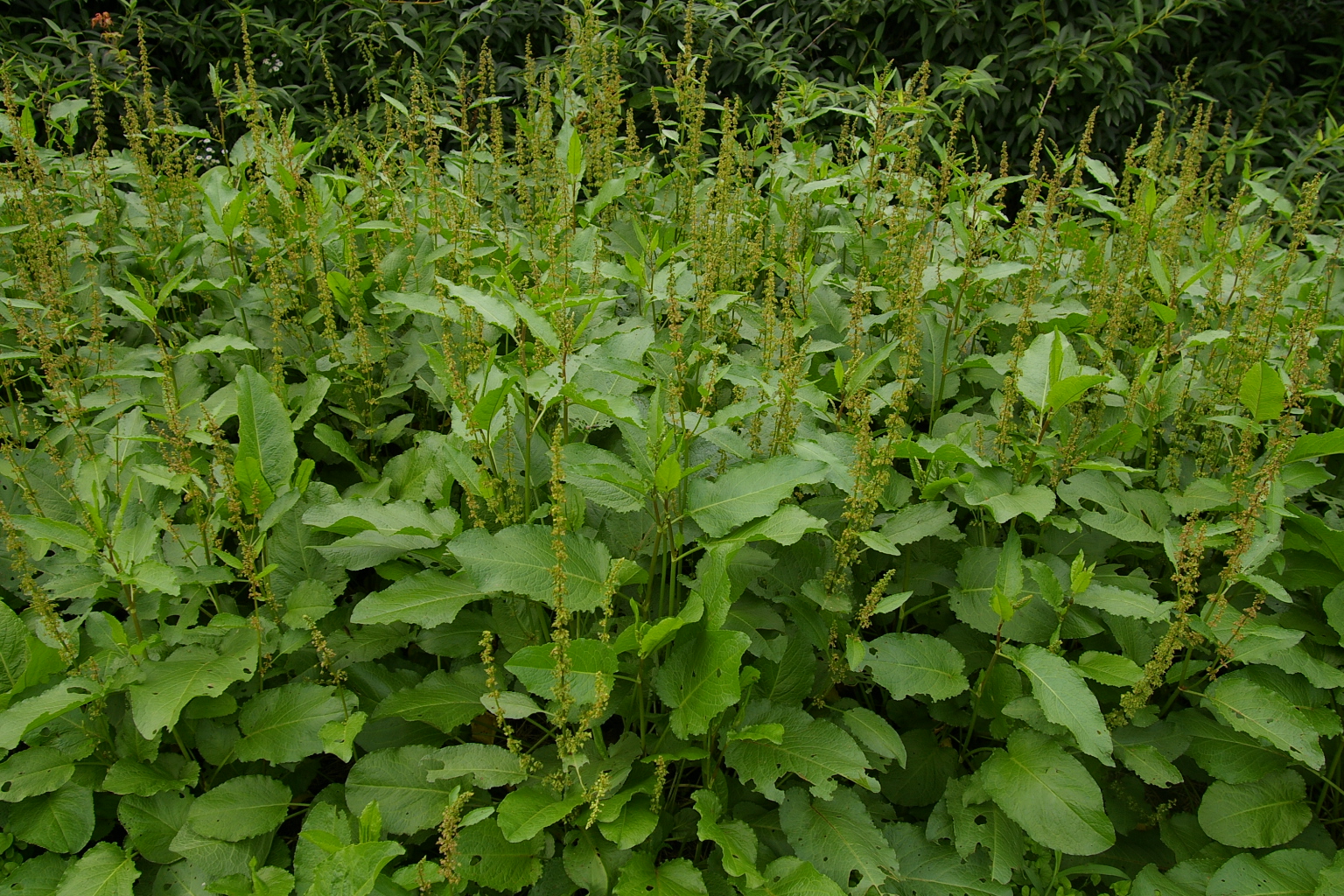 図２：タデ科の高シュウ酸植物エゾノギシギシ。繁殖力旺盛な侵略的外来種である。の画像