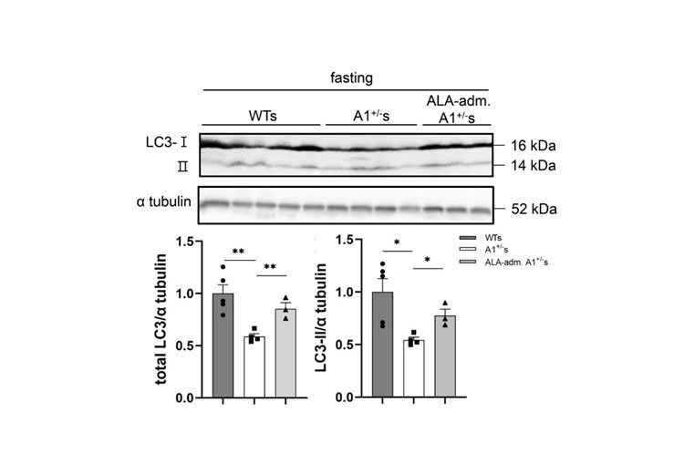 図3：ALAS1遺伝子破壊マウス(A1+/-)骨格筋での総LC3およびLC3-IIのタンパク質発現低下(LC3タンパク質発現量はオートファジー活性の指標となる)と5-ALA投与によるその回復の画像