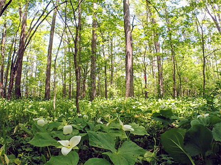 夏緑樹林の林床には多様な植物が生育するの画像