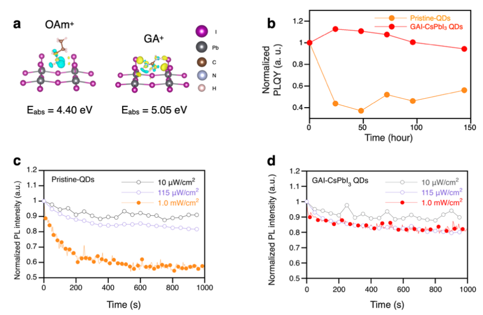 図2. a QD表面におけるオレイルアンモニウム (OAm+) およびグアニジウム (GA+) の電荷密度と吸着エネルギー。未処理またはグアニジウム置換処理後のCsPbI3 QD薄膜のb大気安定性試験 (湿度~30 %) およびc-d光安定性試験 (レーザー強度 : 10 μW cm-2、115 μW cm-2、1.0 mW cm-2)。の画像