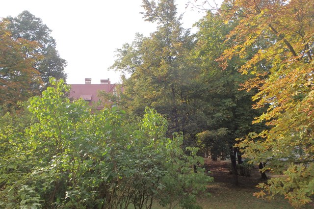宿舎の窓から見た栃の木々。赤い屋根は隣の中学校。の画像