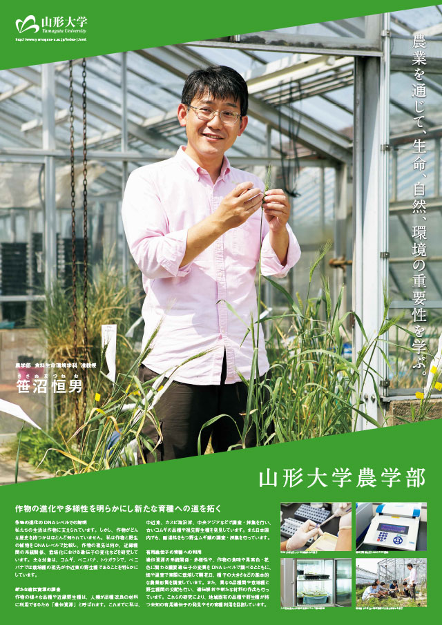 作物の進化や多様性を明らかにし新たな育種への道を拓く/農学部:笹沼 恒男の画像