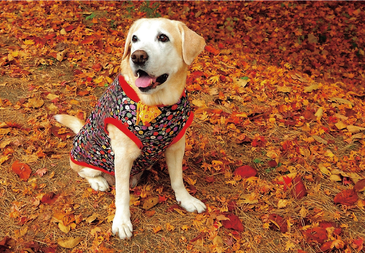 写真を始めるきっかけとなった愛犬の画像