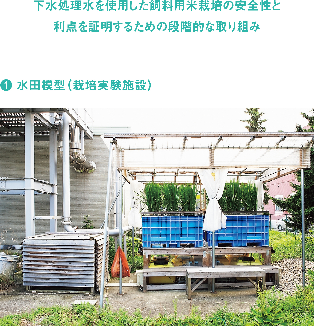 下水処理水を使用した飼料用米栽培の安全性と 利点を証明するための段階的な取り組み／1. 水田模型（栽培実験施設）