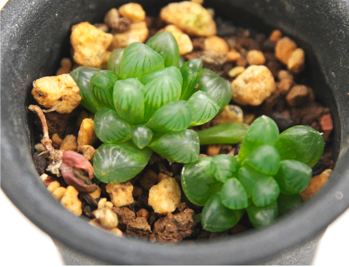 多肉植物ハオルチアの写真