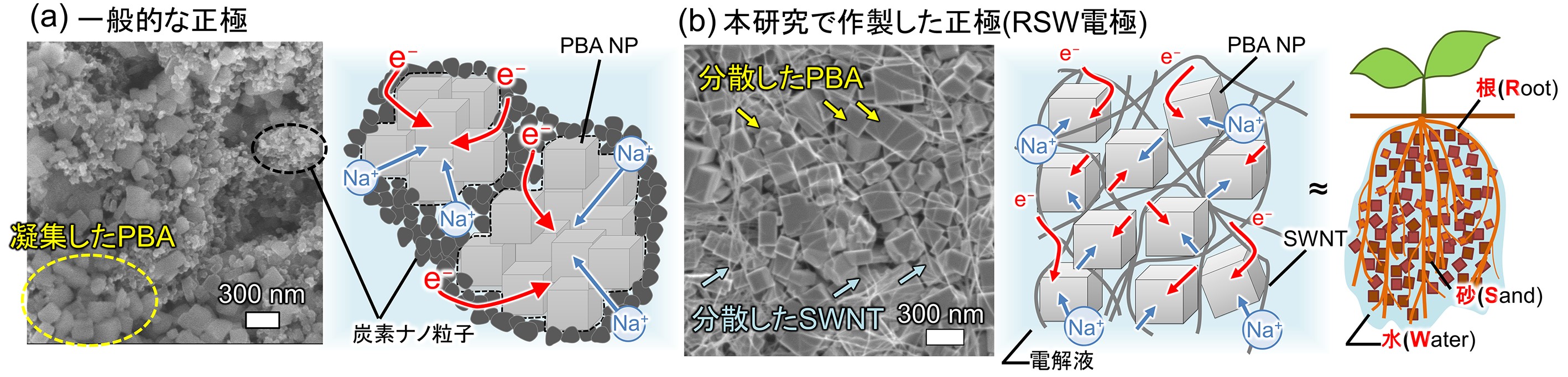 図2. (a)既存法で作製した正極および(b)本研究で作製した正極の電子顕微鏡像および構造モデル。(b)の正極は、PBA NPが独立してSWNTに接することで電子の伝導経路を有する。また、ナノ粒子間のナノ細孔が迅速な電解質イオン移動（拡散）を可能としている。の画像
