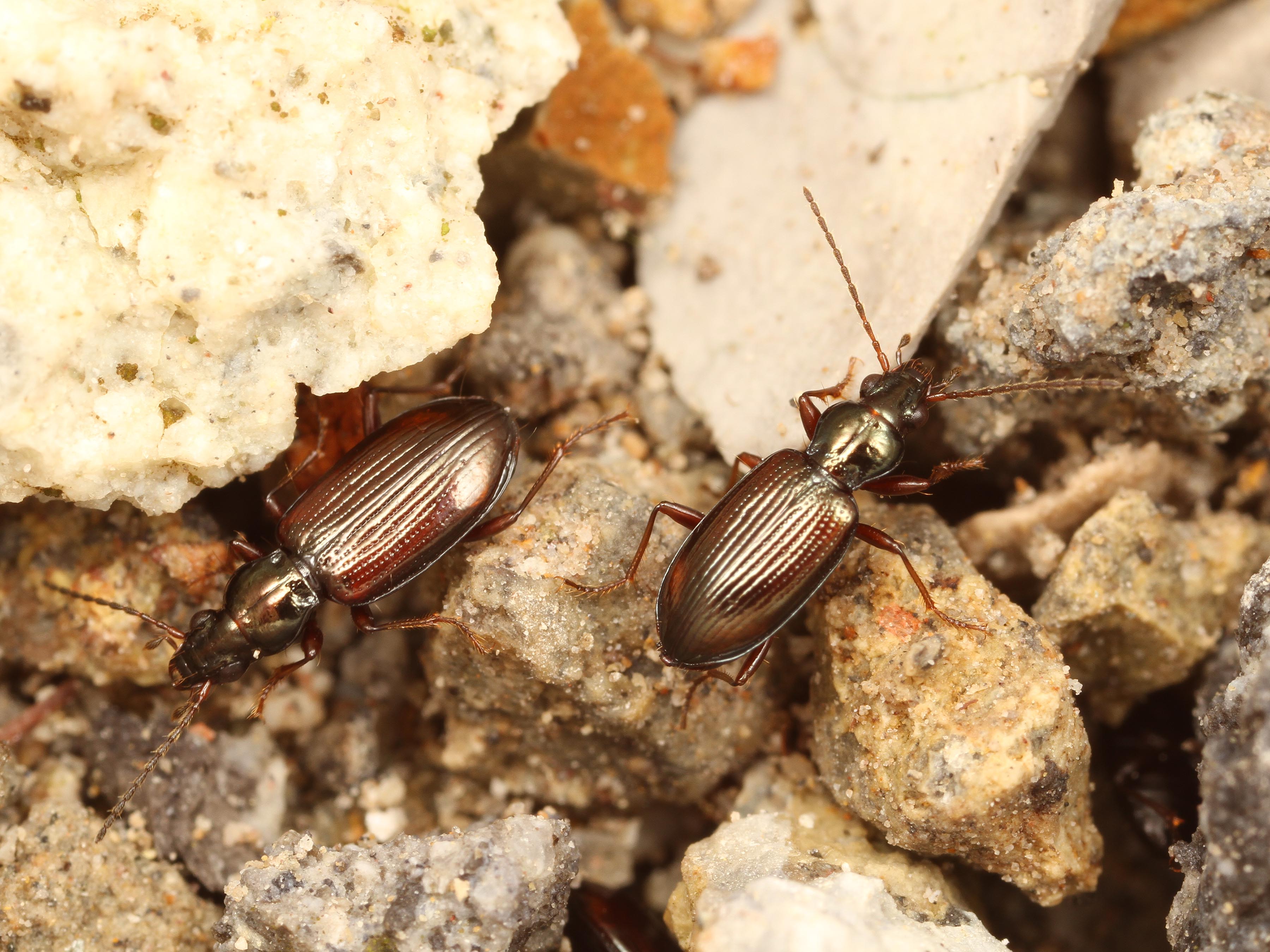 高温・酸性環境において高密度に存在するチシマミズギワゴミムシの画像