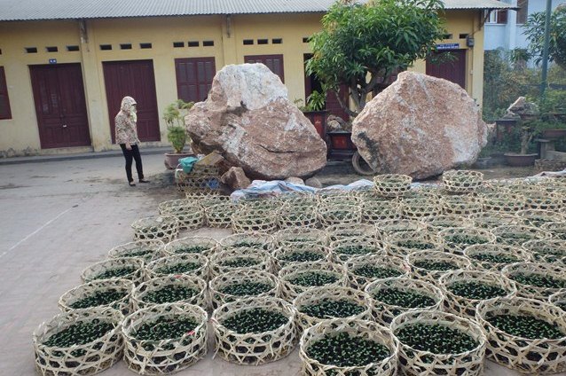 日本語クラスを開講している建物。構内では植物の苗造りが盛んです。の画像