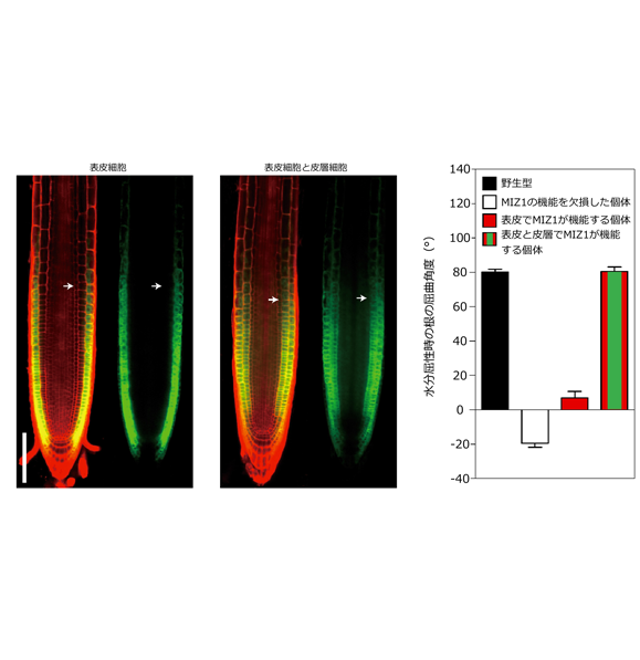 図2：シロイヌナズナにおける水分屈性には、根の皮層細胞で<i>MIZ1</i>が機能することが必要（Nature Plants 3: 17057のFigure 2を一部改変）。<i>MIZ1</i>の機能を欠損した個体において、表皮細胞で<i>MIZ1</i>を機能させても、野生型と同程度の水分屈性を示さないが、表皮細胞と皮層細胞で<i>MIZ1</i>を機能させると、野生型と同程度に水分屈性を示すようになる。皮層細胞のみで<i>MIZ1</i>を機能させた場合（図1に示す個体）を用いても同様に水分屈性が回復する。
（クリックすると大きな画像でご覧頂けます）の画像