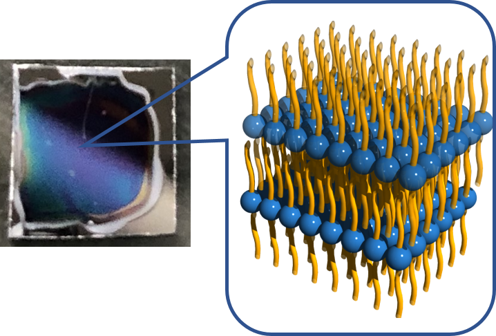 高分子化合物の膜において相分離により形成される生体膜類似構造
の画像