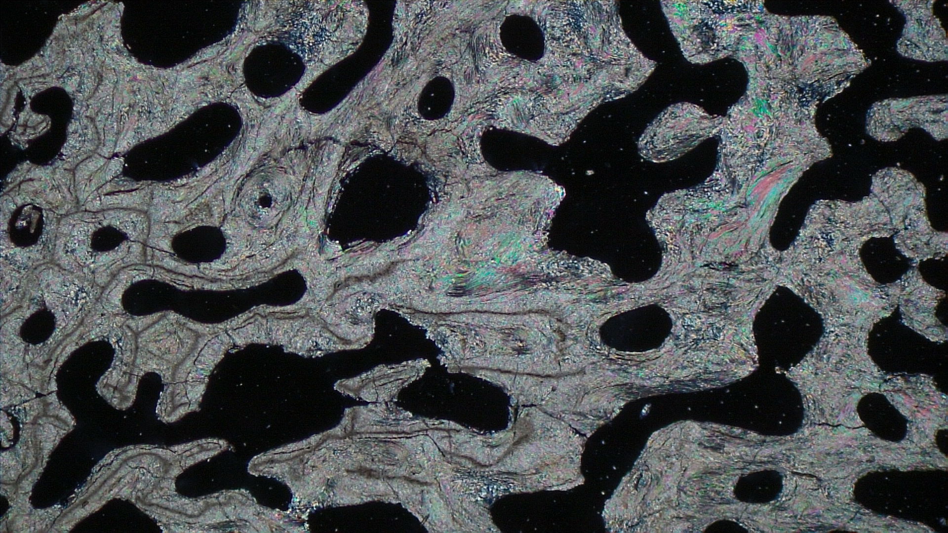 偏光顕微鏡写真<i>Acropora</i> sp.骨格薄片の画像