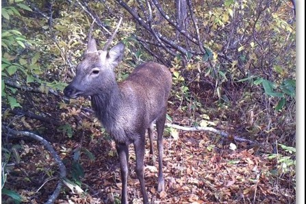 朝日山地に侵入するニホンジカの画像