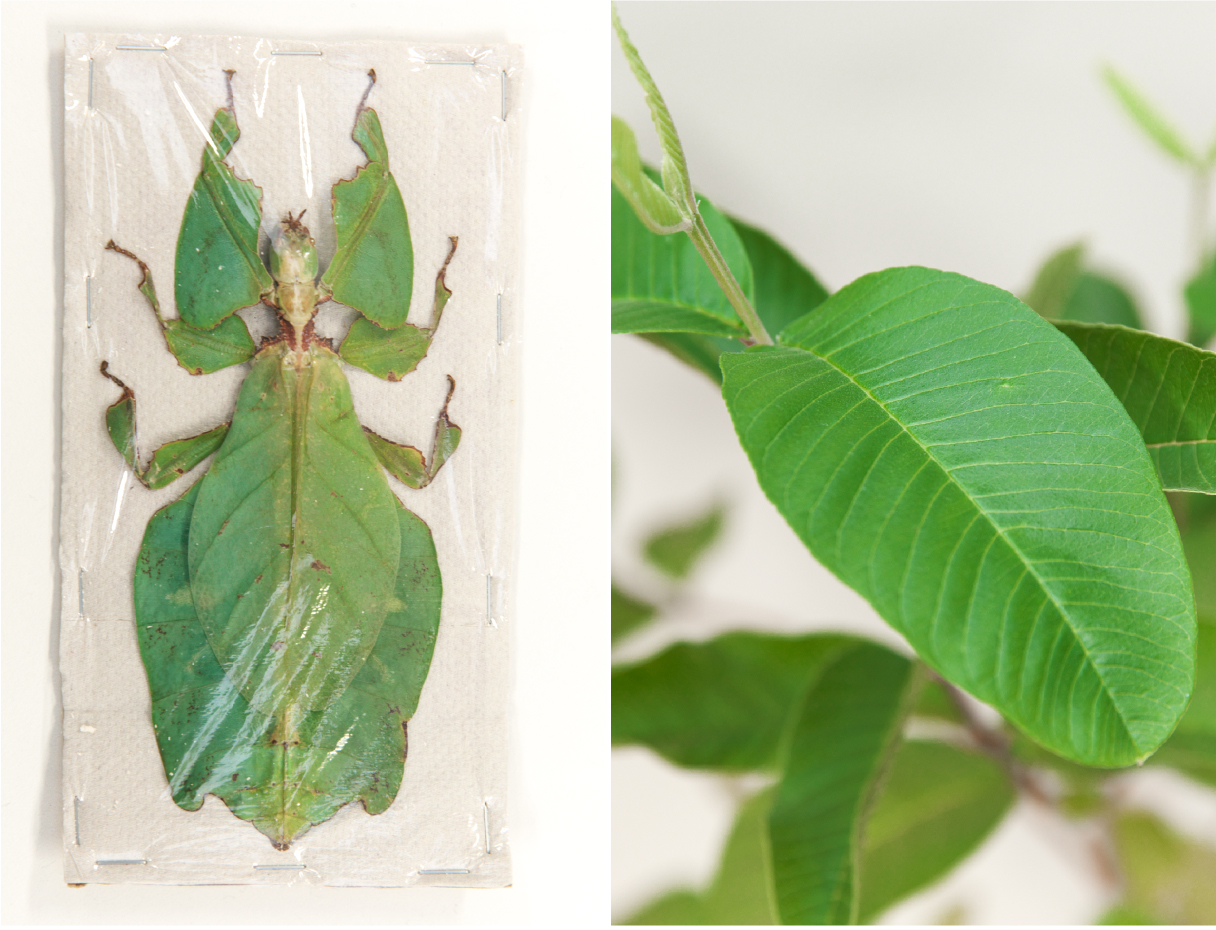 コノハムシとグアバの葉の比較写真