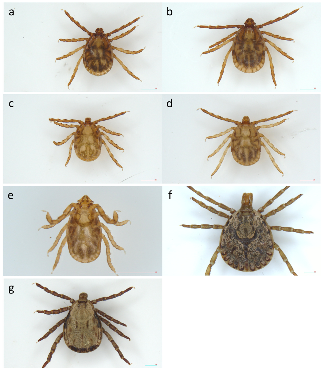 図１　今回確認された南方系マダニ類（撮影：小峰浩隆、出典：本論文Komine and Okabe 2023 Exp Appl Acarol）：a ヤマアラシチマダニ(<i>H. hystricis</i>)成虫オス、b ヤマアラシチマダニ(<i>H. hystricis</i>)成虫メス、c タカサゴチマダニ(<i>H. formosensis</i>)成虫オス、d タカサゴチマダニ(<i>H. formosensis</i>)成虫メス、e ツノチマダニ(<i>H. cornigera</i>）若虫、f タカサゴキララマダニ(<i>A. testudinarium</i>)成虫オス、g カクマダニ属(<i>D. bellulus</i>)成虫オスの画像
