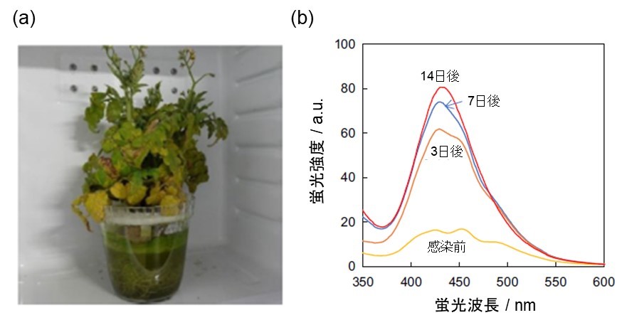 図1　(a) トマト「レジナ」の写真。(b) トマト葉内成分のメタノール抽出液の蛍光スペクトル。の画像
