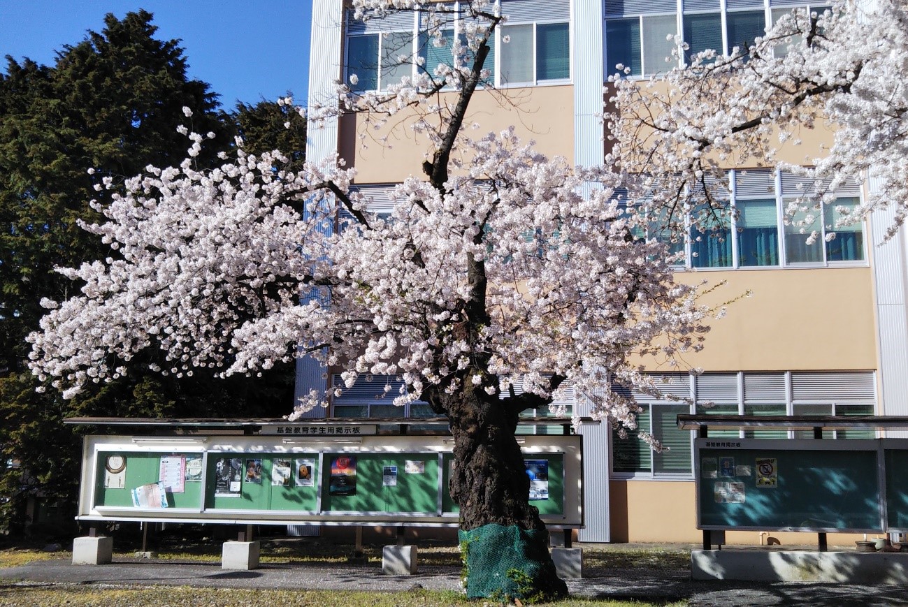 写真1．基盤教育1号館前の3本の桜の木のうちの一番西側の桜。2022年4月17日（日）撮影。の画像