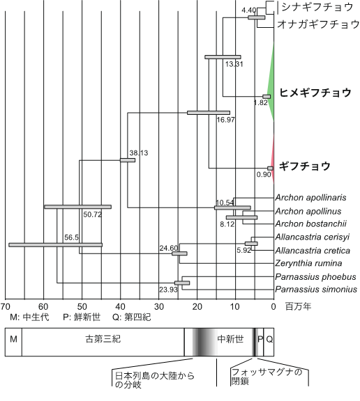 図1. ミトコンドリア遺伝子(COI, COII, ND5, 2068bp)から推定されたギフチョウの分岐年代. ギフチョウは90万年前、ヒメギフチョウは182万年前に種内の多様性が拡大したと推定された. この時期はフォッサマグナで分断されていた本州が１つになった後の時期に相当する.の画像