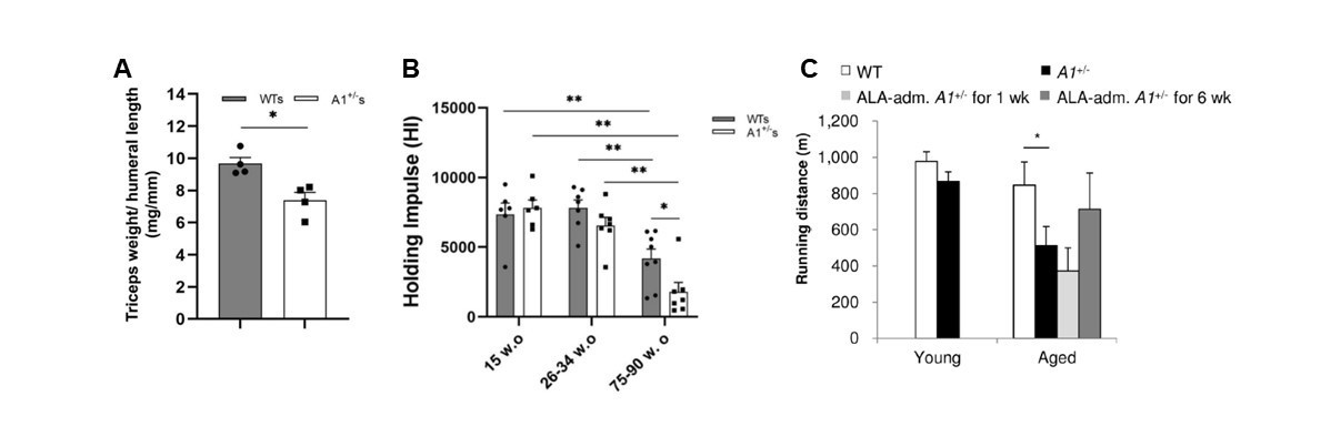 図1：ALAS1遺伝子破壊マウス(A1+/-)での筋肉量(A)・筋力の減少(B) および運動耐性（強制走行距離）の減少と5-ALA投与によるその回復(C)の画像