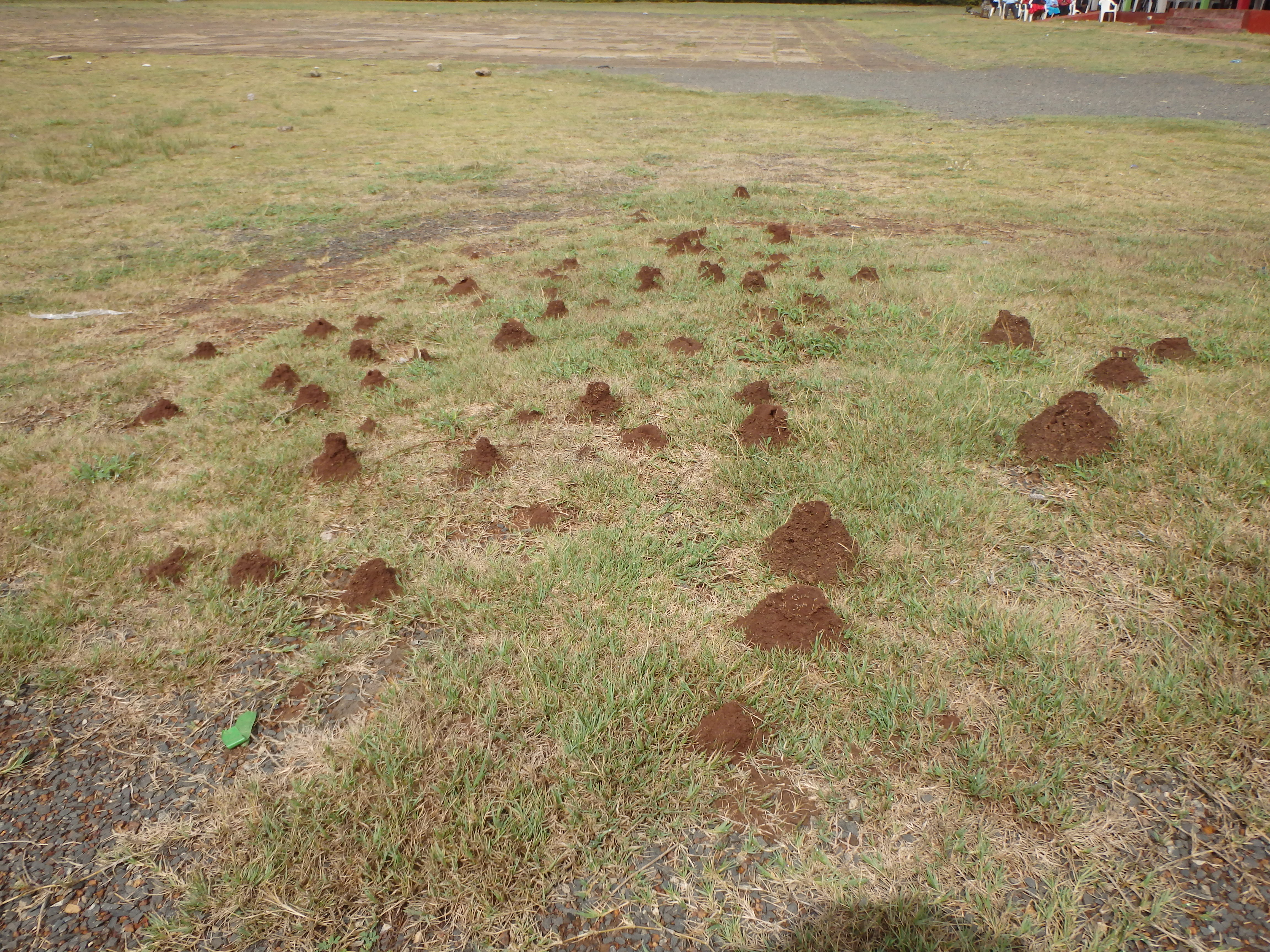 （２）雨の後、キャンパス内に突如現れたシロアリのアリ塚。の画像