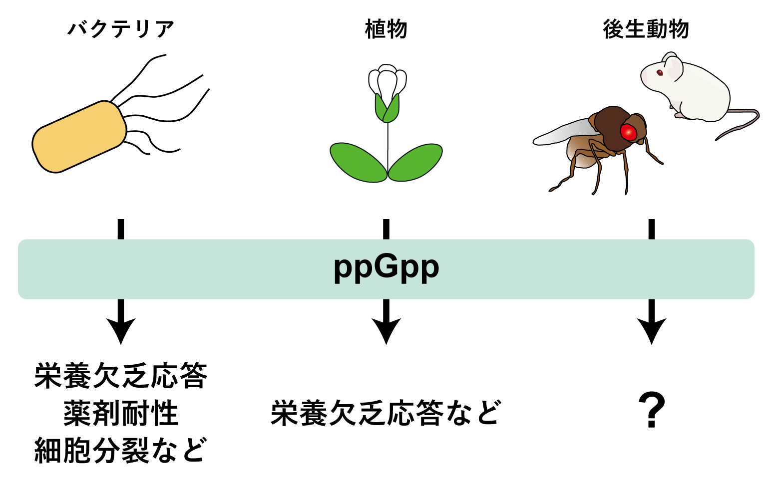 図1 各生物におけるppGppの機能
ppGppは、細菌では種々の応答に関与することが知られ、植物でもその機能が解明されつつある。しかし、後生動物では内生ppGppが検出された例がほとんどなかったため、その機能は一切明らかになっていなかった。
の画像