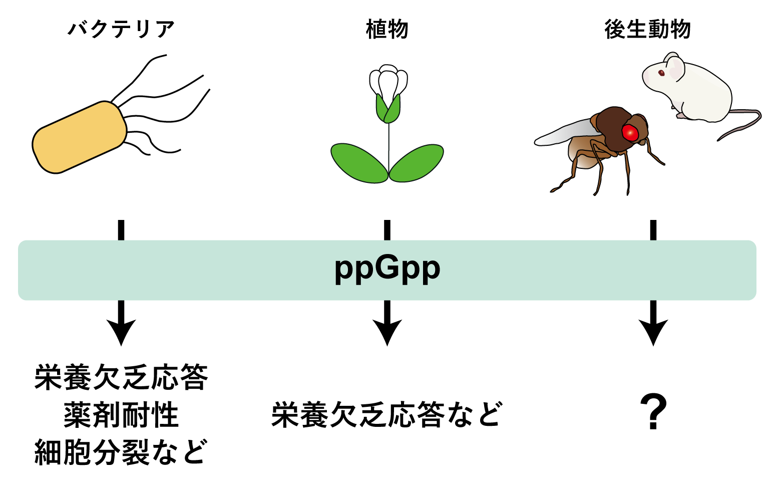 図1 各生物におけるppGppの機能
ppGppは、細菌では種々の応答に関与することが知られ、植物でもその機能が解明されつつある。しかし、後生動物では内生ppGppが検出された例がほとんどなかったため、その機能は一切明らかになっていなかった。
の画像