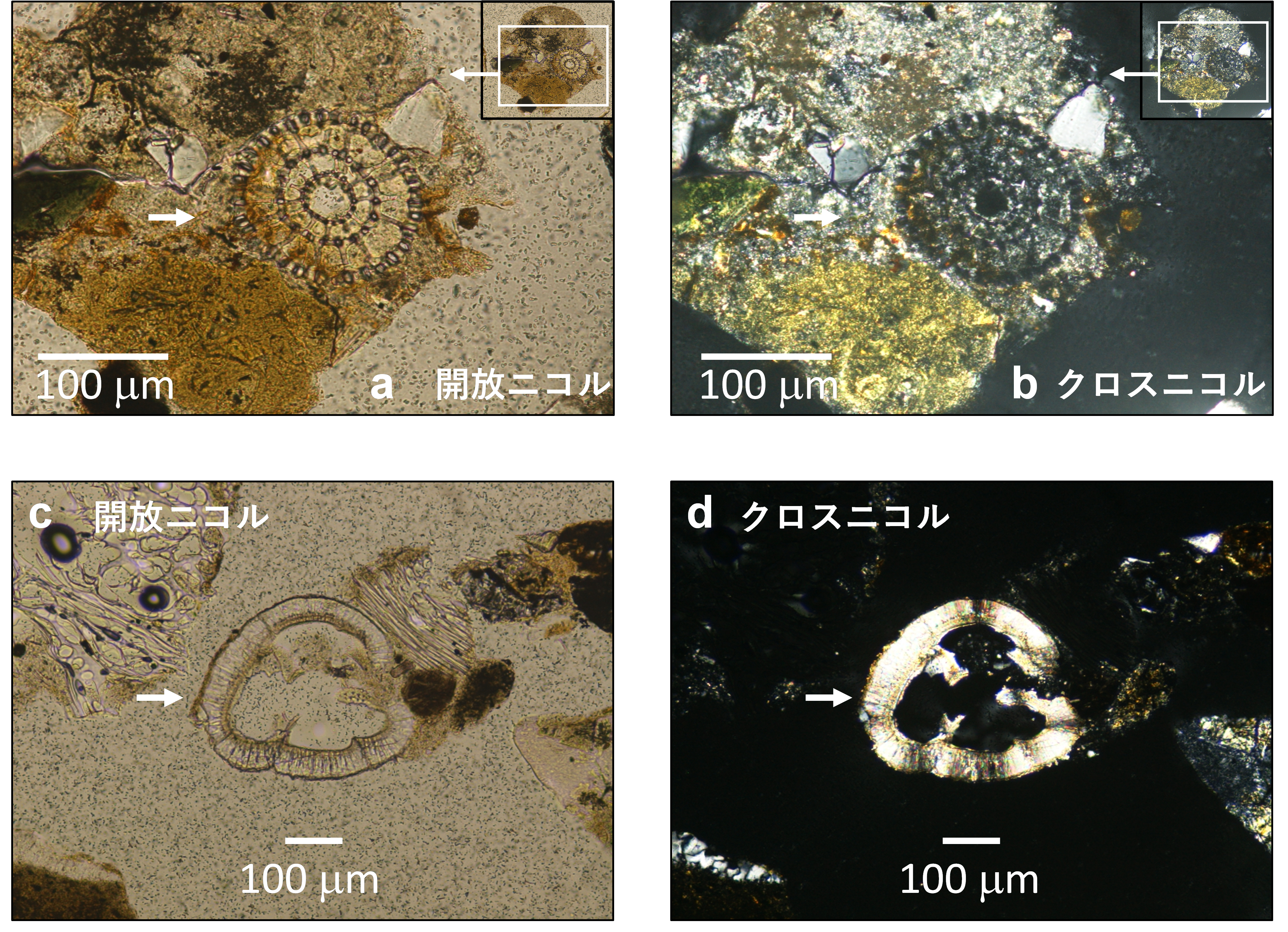 図5　試料3の微化石の薄片写真．<i>Amphisphaera</i>? sp.の可能性のある放散虫化石を含む泥岩岩片(a, b)．有孔虫化石(c, d)．矢印が微化石．の画像