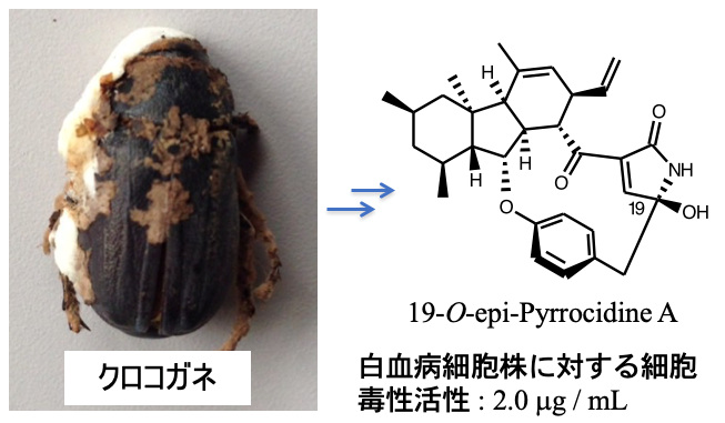 クロコガネに寄生していたカビの生産する新規物質の画像