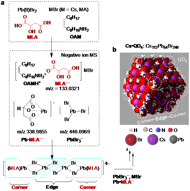 図3：リンゴ酸アニオン（MLA-）をテンプレートにしたQD4合成とQDの構造の模式図。煩雑さを避けるためにオレイルアンモニウム（OAMH+）の長鎖はメチル基で代用。MLAは点線の丸で囲まれた箇所に配位。の画像