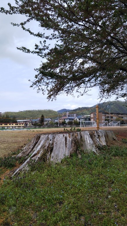 写真２．陸上競技場南縁西端のメタセコイアの切り株。上方の緑の葉を持つ樹木は桜。2022年4月27日（水）撮影。の画像
