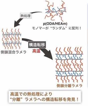 図2. 研究グループが見出した構造転移現象の画像