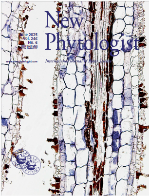 図1（上図）. New Phytologistの表紙に、本研究チームが撮影した写真が採用されました。（背景写真は、ピンクッションハケアのクラスター根におけるリンゴ酸トランスポーター遺伝子HalALMT1の発現部位）
の画像