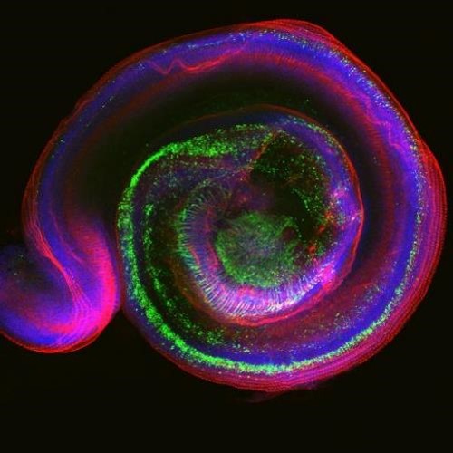図1.新生児マウスの蝸牛を上方から観察した写真
（赤-有毛細胞、緑-聴神経、青-細胞核）の画像