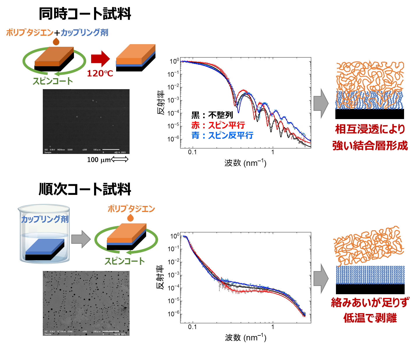 図3　ポリブタジエン/シランカップリング剤の同時・順次コート薄膜試料のSEM画像（左），中性子反射率曲線（中央），測定から決定された薄膜の構造（右）の画像
