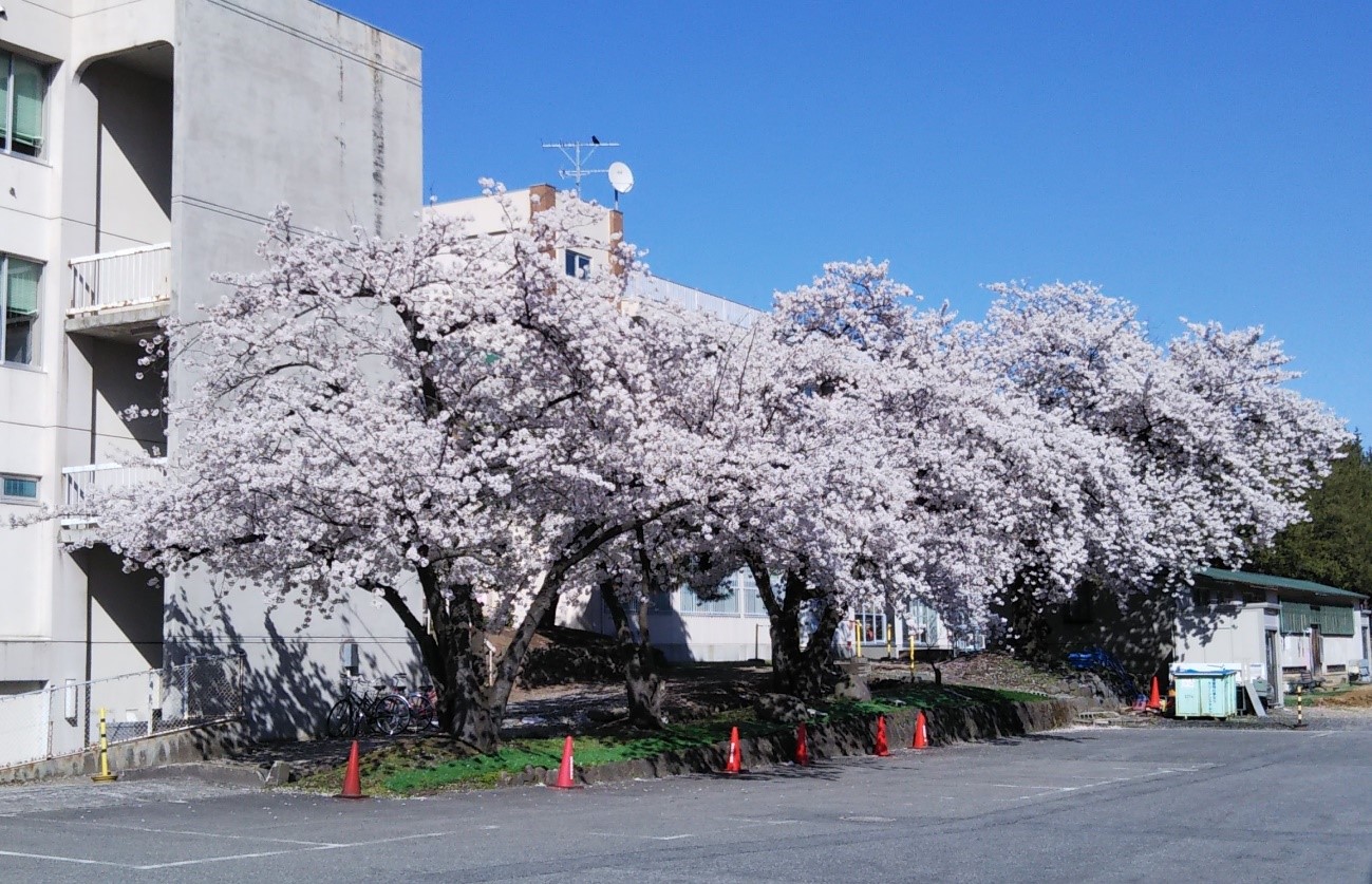 写真2．大学会館南側、第1体育館前の4本の桜。2022年4月17日（日）撮影。の画像
