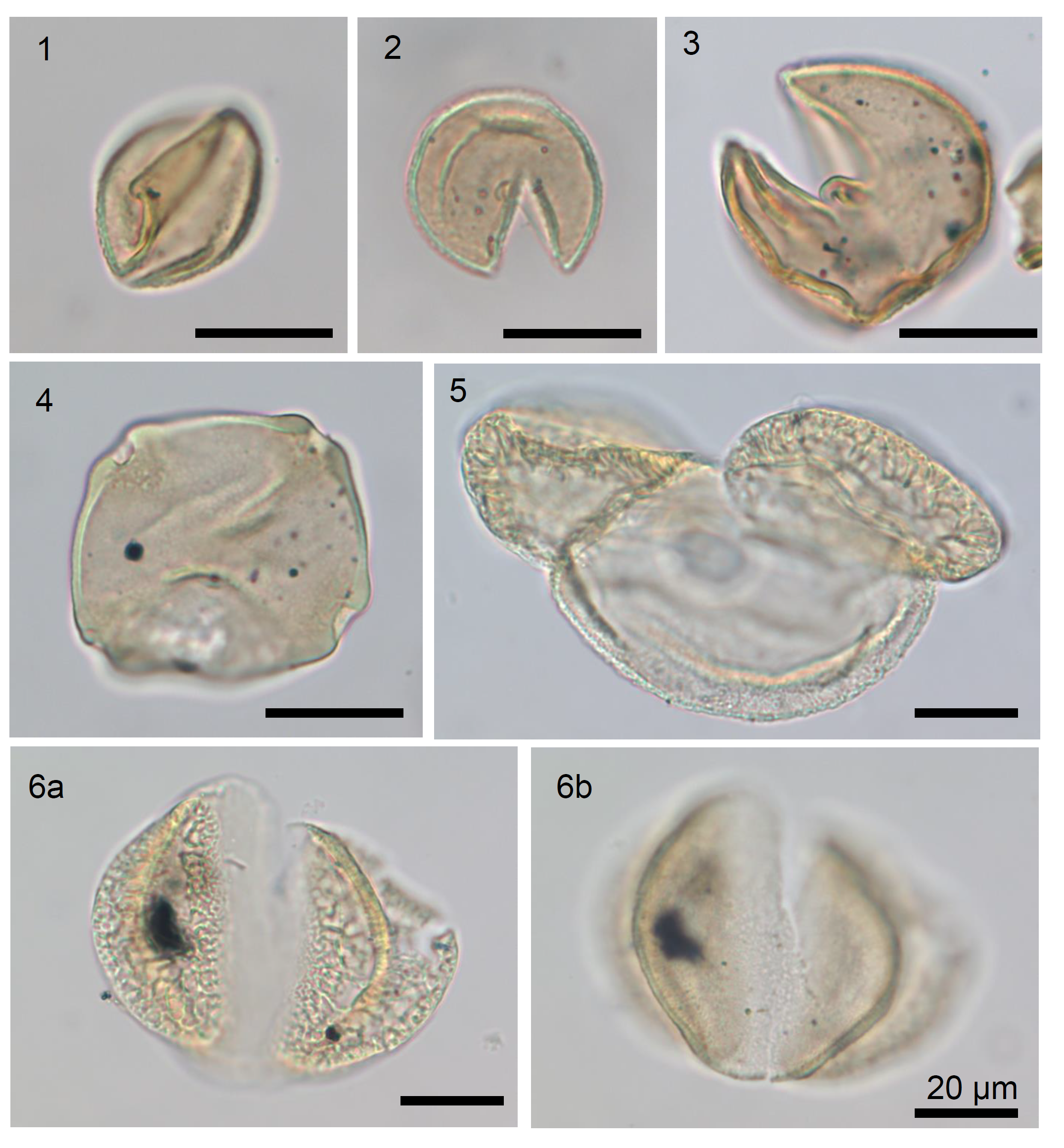 図10　軟質泥岩礫から産出した花粉化石の写真(スケールはすべて20㎛)．
1, 2. Metasequoia type 試料1．
3. Cryptomeria type　試料1．
4. Cyclocarya　試料1．
5. Pseudolarix　試料2．
6. Cathaya 試料2．の画像