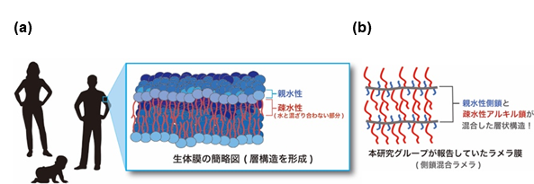 図1. (a) 生体膜にて形成されるラメラ (層状) 構造および (b) これまでに報告していたラメラ膜.の画像